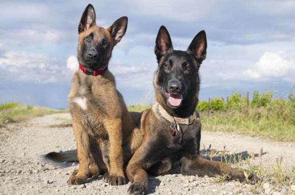 Élevage de malinois