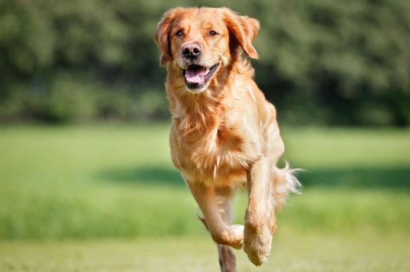 Pension canine à la journée