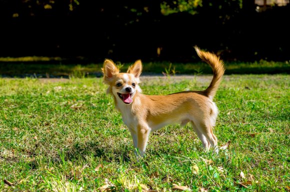 Faire garder son chien pendant les vacances