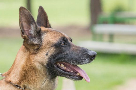 Pension canine avec box individuel