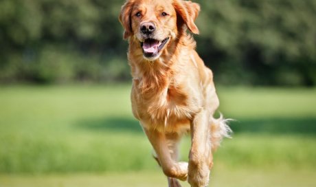 Pension canine à la journée