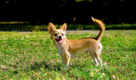 Faire garder son chien pendant les vacances